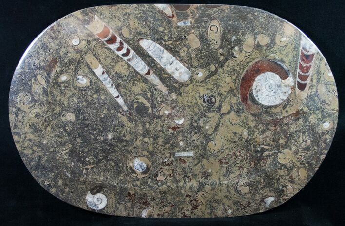 Orthoceras & Goniatite Fossil Serving Tray #10616